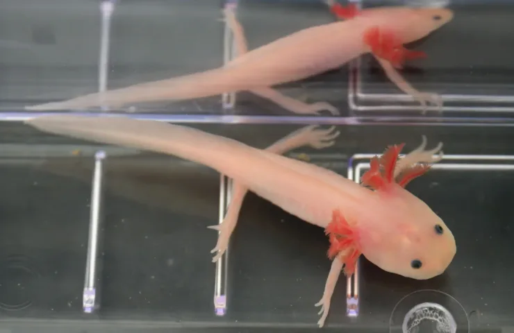Ajolote mexicano. Fuente: Wake Forest University / ScienceDaily